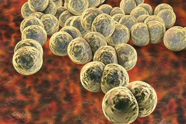 Bakterien neisseria gonorrhoeae — Stockfoto