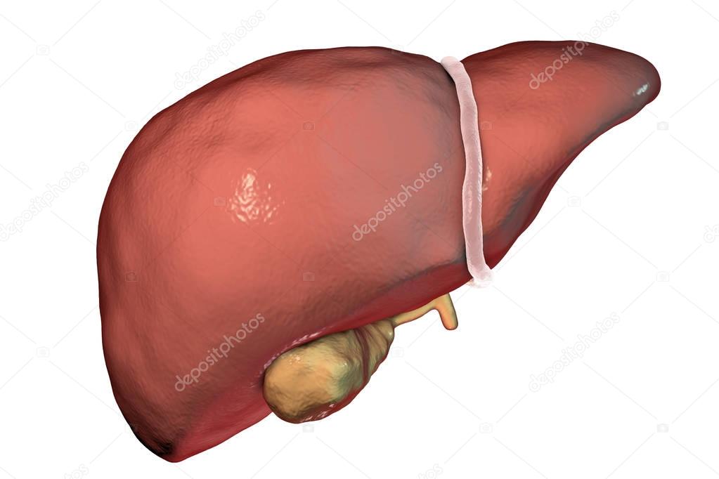 Liver with gallbladder isolated on white
