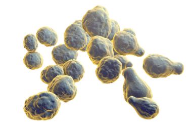 Patojenik Maya mantar Cryptococcus