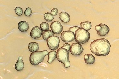 Pathogenic yeast fungus Cryptococcus clipart