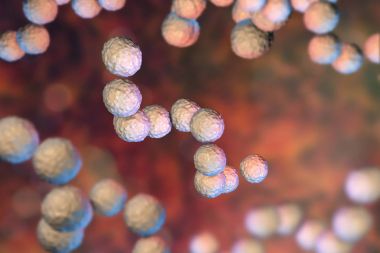 Gram-pozitif bakteriler streptokok pyogenes