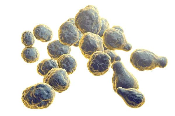 Pathogenic yeast fungus Cryptococcus — Stock Photo, Image