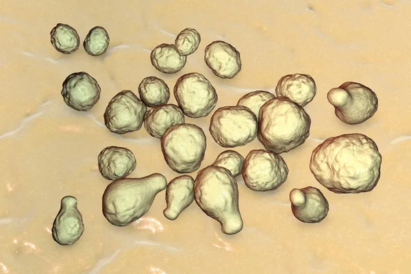 Houby patogenní kvasinky Cryptococcus — Stock fotografie