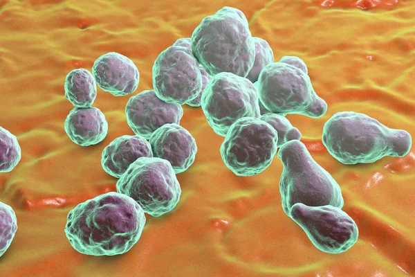 Jamur khamir patogen Cryptococcus — Stok Foto
