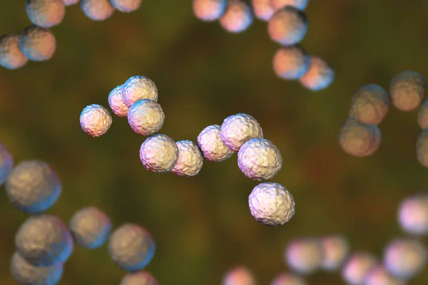 Gram-θετικά βακτήρια Streptococcus pyogenes — Φωτογραφία Αρχείου