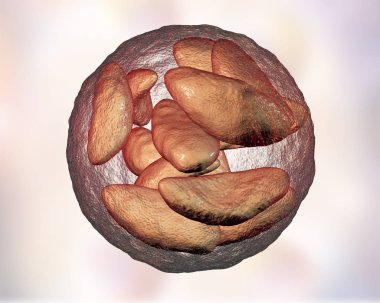 Paraziter protozoa Toxoplasma gondii bradyzoites aşamasında kist içinde