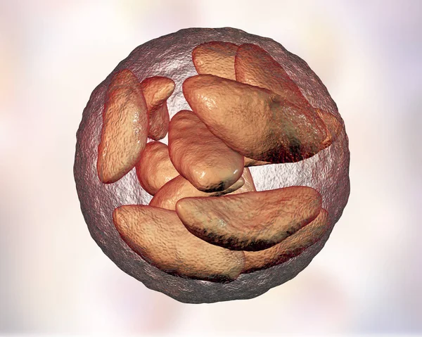 寄生性原生动物弓形虫阶段内囊肿 — 图库照片