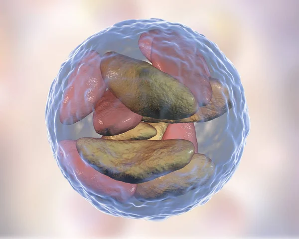 Pasożytnicze pierwotniaki Toxoplasma gondii w etapie bradyzoites do torbieli — Zdjęcie stockowe