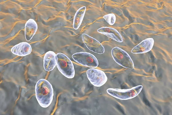 Paraziter protozoa Toxoplasma gondii tachyzoite aşamasında — Stok fotoğraf
