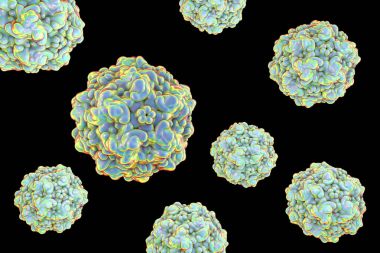 Köpek parvovirus, illüstrasyon. Bağırsak ve kardiyak hastalık köpeklerde neden olan virüs