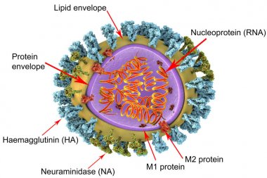 Grip virüsü yapısı