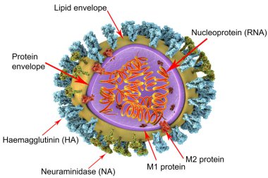 Structure of influenza virus clipart
