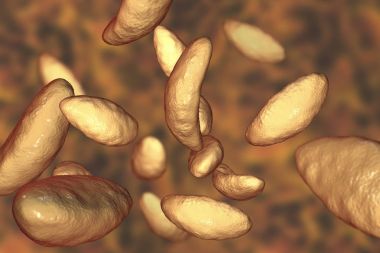 Paraziter protozoa Toxoplasma gondii tachyzoite aşamasında