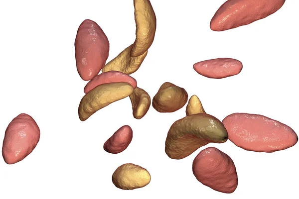 Tachyzoite 단계에서 기생 protozoans Toxoplasma gondii — 스톡 사진