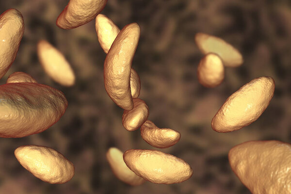 Parasitic protozoans Toxoplasma gondii in tachyzoite stage