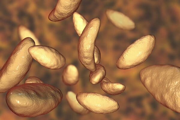 Parasitic protozoans Toxoplasma gondii in tachyzoite stage