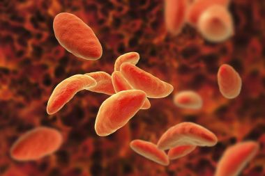 Paraziter protozoa Toxoplasma gondii