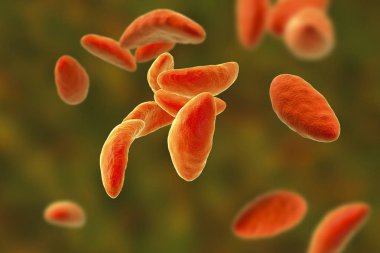 Paraziter protozoa Toxoplasma gondii