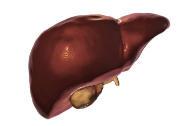 Beyaz arka plan üzerinde izole safra kesesi Karaciğer