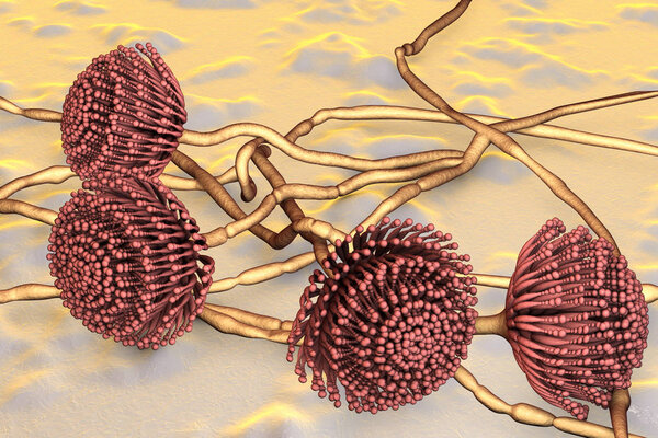 Fungi Aspergillus, black mold