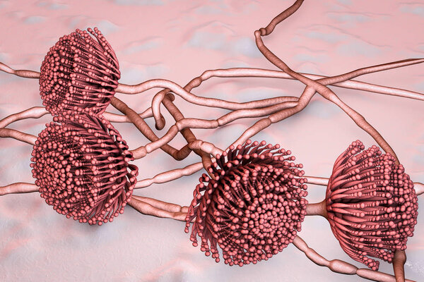 Fungi Aspergillus, black mold