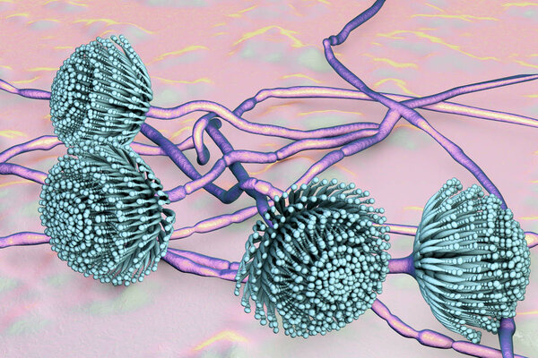 Fungi Aspergillus, black mold