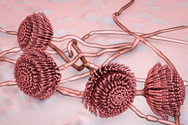 Mantarları Aspergillus, siyah kalıp