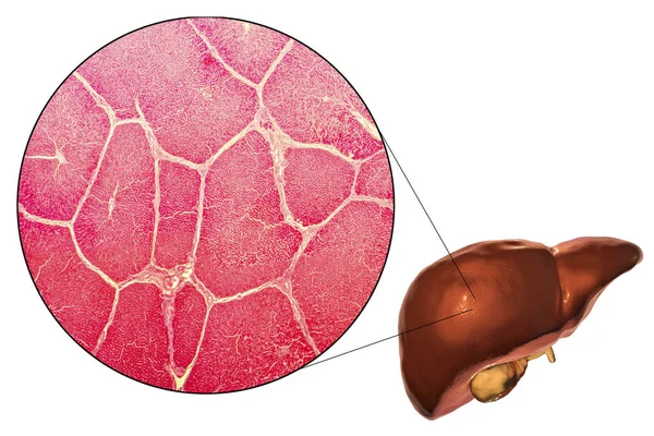 Lever illustration och Mikrograf — Stockfoto