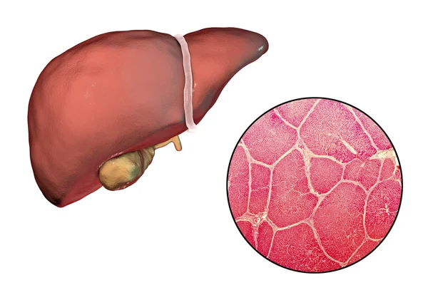 Lever illustration och Mikrograf — Stockfoto