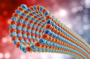 Mikrotubul, bir polimer protein tübülin oluşur.