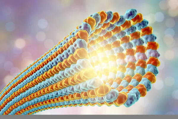 Microtubule, 단백질 tubulin는 폴리머 구성 — 스톡 사진