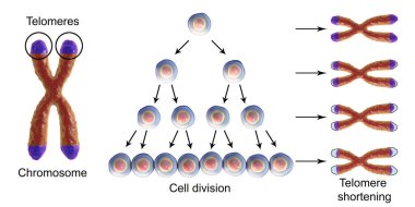 Her yuvarlak hücre bölünmesi kısalma telomer