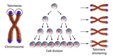 Telomere shortening with each round of cell division clipart
