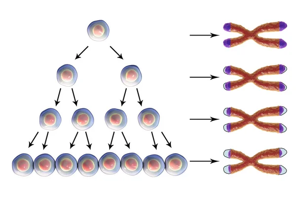 Raccourcissement des télomères à chaque cycle de division cellulaire — Photo