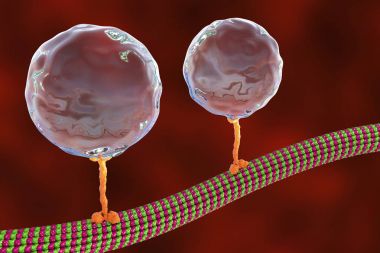 Intracellular transport, kinesin proteins transport molecules moving across microtubules clipart