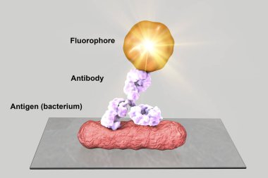 Direct immunofluorescent reaction RIF clipart