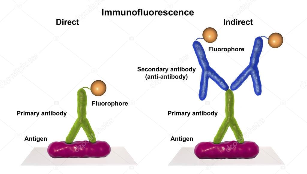 Direct and indirect immunofluorescent reactions RIF — Stock Photo ...