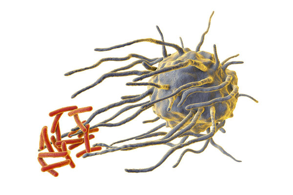 Макрофаг, поглощающий туберкулезные бактерии
