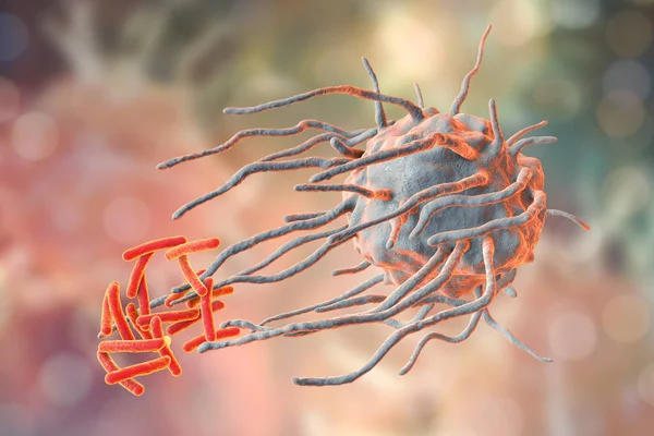 Макрофаг, поглощающий туберкулезные бактерии — стоковое фото