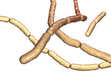 Bacillus subtilis, gram-pozitif bakteri, mantar ilaçları bitkiler üzerinde olarak kullanılan