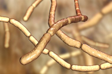 Bacillus subtilis, gram-pozitif bakteri, mantar ilaçları bitkiler üzerinde olarak kullanılan