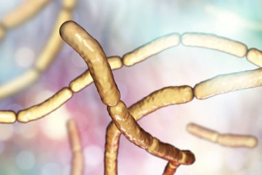 Bacillus subtilis, gram-pozitif bakteri, mantar ilaçları bitkiler üzerinde olarak kullanılan