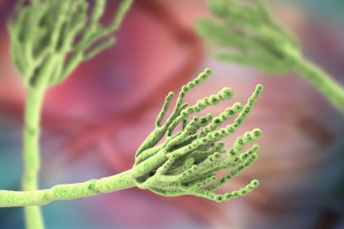Neden gıda bozulmaları ve ilk antibiyotik penisilin üretimi için kullanılan mantar Penicillium