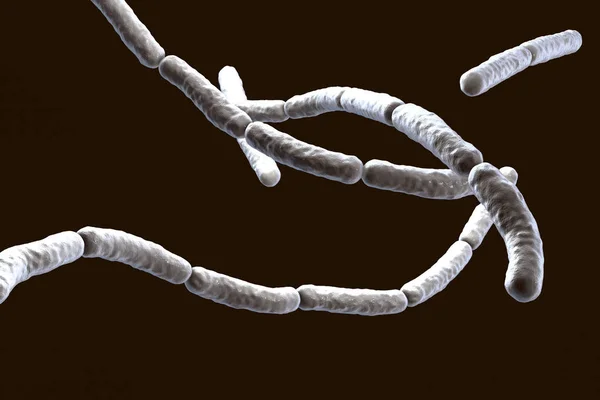 Bacillus subtilis, gram-positive bacteria, used as fungicides on plants — Stock Photo, Image