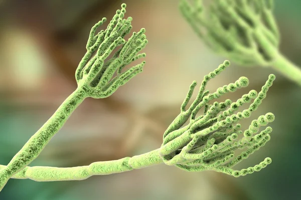 Fungi Penicillium which cause food spoilage and are used for production of the first antibiotic penicillin — Stock Photo, Image