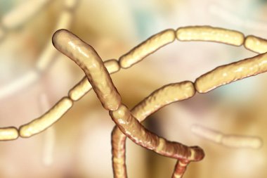 Bacillus subtilis, gram-pozitif bakteri, mantar ilaçları bitkiler üzerinde olarak kullanılan