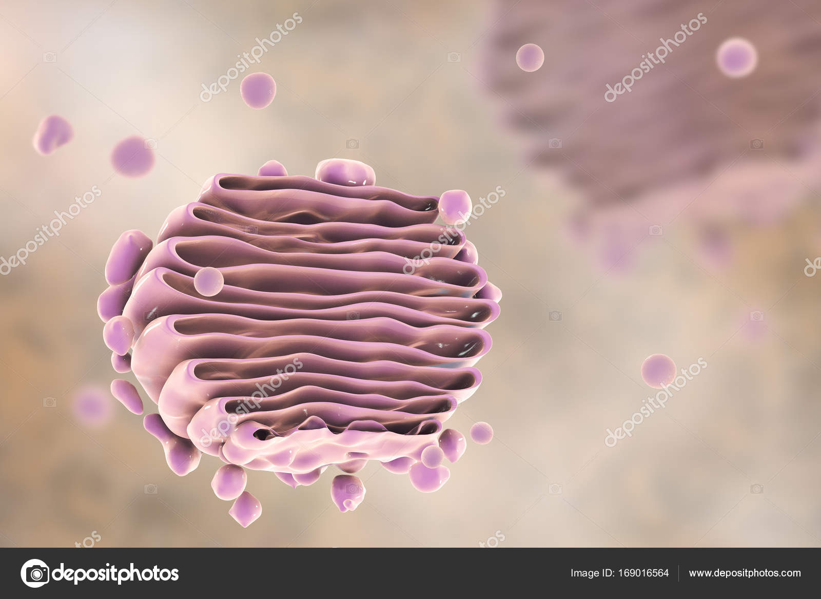 Animal Cell Golgi Body animal-cell-golgi-body