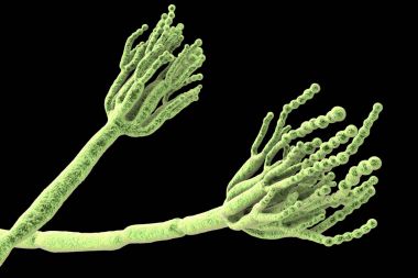 Neden gıda bozulmaları ve ilk antibiyotik penisilin üretimi için kullanılan mantar Penicillium