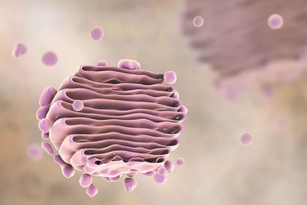Aparatul Golgi al celulei, vedere de aproape — Fotografie, imagine de stoc