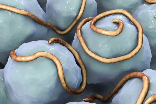 Гельмінти нематоди Enterobius в кишечнику — стокове фото
